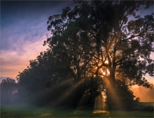 Morning-Rays-Narooma-NSW003-20x26