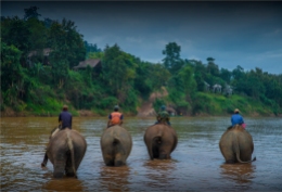 elephant-sanctuary-laos-2016-095-17x25