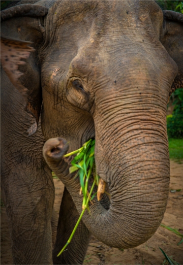 elephant-sanctuary-laos-2016-117-18x26