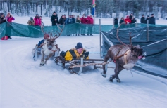 reindeer-racing-jokkmokk-2017-swe007-17x26