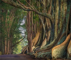 New-Farm-Road-Trees-2017-Norfolk-Island-021