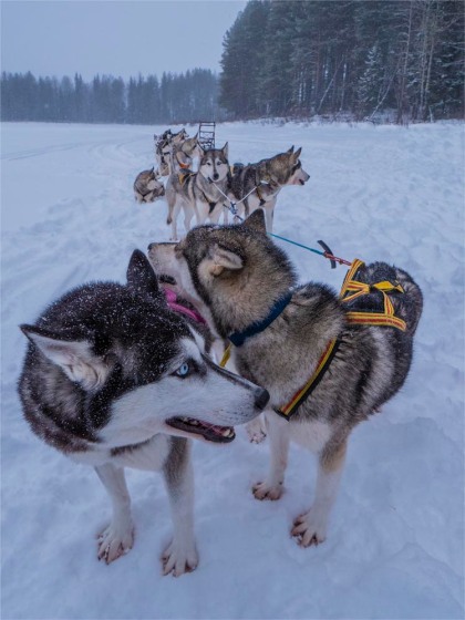 Siberian-Huskies-Lapland-09032019-SWE049