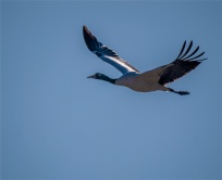 Black-Necked-Cranes-Gangtey-12102019-Bhutan-0178