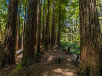 Otway-Ranges-Rainforest-02052020Californian-Redwoods-VIC-0015