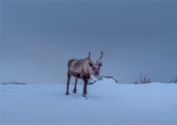 Reindeer-Skogsfjordvatnet-2020-Feb-Tromso-NOR-018